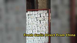 Fresh Garlic Bulk from China Farm Direct Supply White Garlic Demo